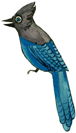 Blue Jay